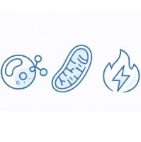 Converts Stored Fat into Usable Energy