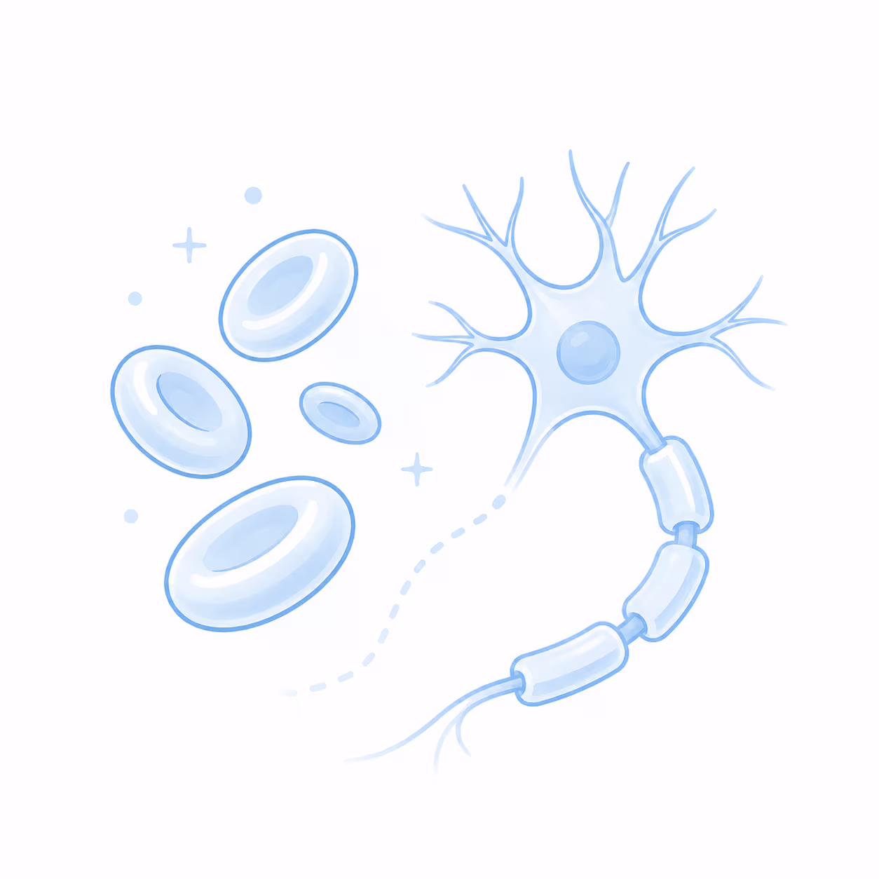 Supports Red Blood Cell Formation and Myelin