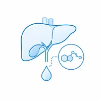 Conjugates Bile Acids in the Liver
